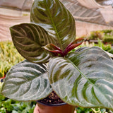 Aphelandra 'Nova Fuego'