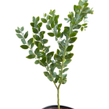 Acacia 'Podalyriifolia' Tree