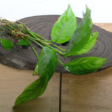 Anubias Heterophylla