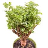 Aralia Ming Gold Mini Bonsai