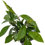 Ardisia 'Red'