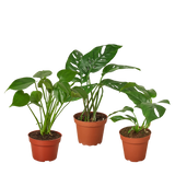 Paquete de Monstera