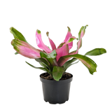 Bromeliad 'Donna'