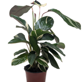 Calathea 'Princess Dalya'