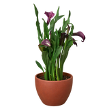 Calla Lily