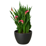 Calla Lily