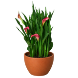 Calla Lily