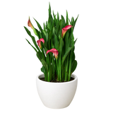 Calla Lily