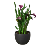 Calla Lily