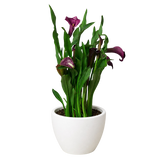 Calla Lily