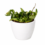 Hoya Rope Plant