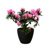 Azalea (Rhododendron)