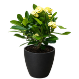 Crown of Thorns