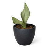Snake Plant Moonshine