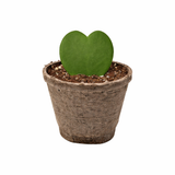 Hoya cariñosa
