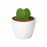 Hoya cariñosa