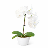 Orchid 'White Phalaenopsis'