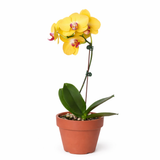 Orquídea 'Phalaenopsis amarilla'