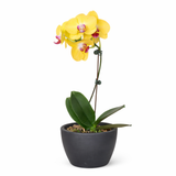 Orquídea 'Phalaenopsis amarilla'
