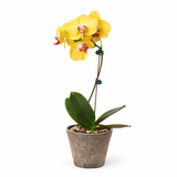 Orquídea 'Phalaenopsis amarilla'