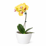 Orquídea 'Phalaenopsis amarilla'