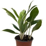 Chinese Evergreen 'Snow Cap'