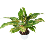 Chinese Evergreen 'Sparkling Sarah' - 6" Pot
