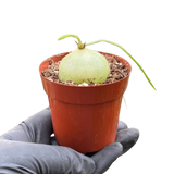 Climbing Onion