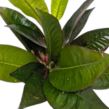 Croton 'Iceton'