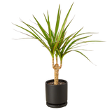 Dracaena 'Marginata Cane'