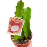 Fruta del dragón 