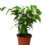 Ficus 'Benjamina' - 6" Pot