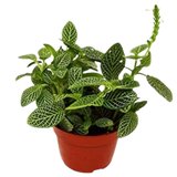 Fittonia 'White Nerve Plant' - 4" Pot - NURSERY POT ONLY