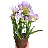 Freesia 'Purple'