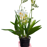 Freesia 'White'