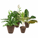 Air Purifying Variety Bundle
