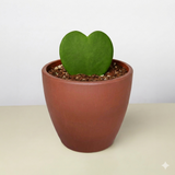 Hoya cariñosa