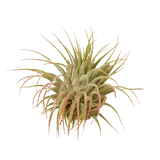 Planta de aire Tillandsia Ionantha Guatemala