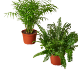 2 - 6" Pet-Friendly Plants Premium Subscription box