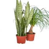 2 - 6" Indoor Plants Premium Subscription box