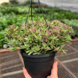 Succulent Crassula Capitella Red