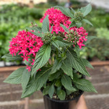 Pentas Red