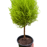 Cypress Lemon Topiary