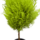 Cypress Lemon Topiary
