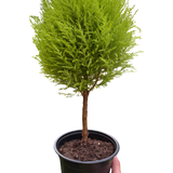 Cypress Lemon Topiary