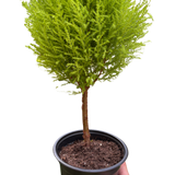 Cypress Lemon Topiary