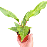 Anthurium 'Renaissance'