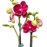 Orchid 'Red Phalaenopsis'
