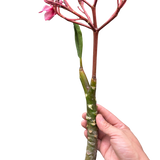 Plumeria Mex Pink Single
