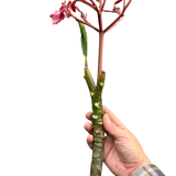 Plumeria Mex Pink Single